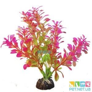 aquarium plants - 863_1000